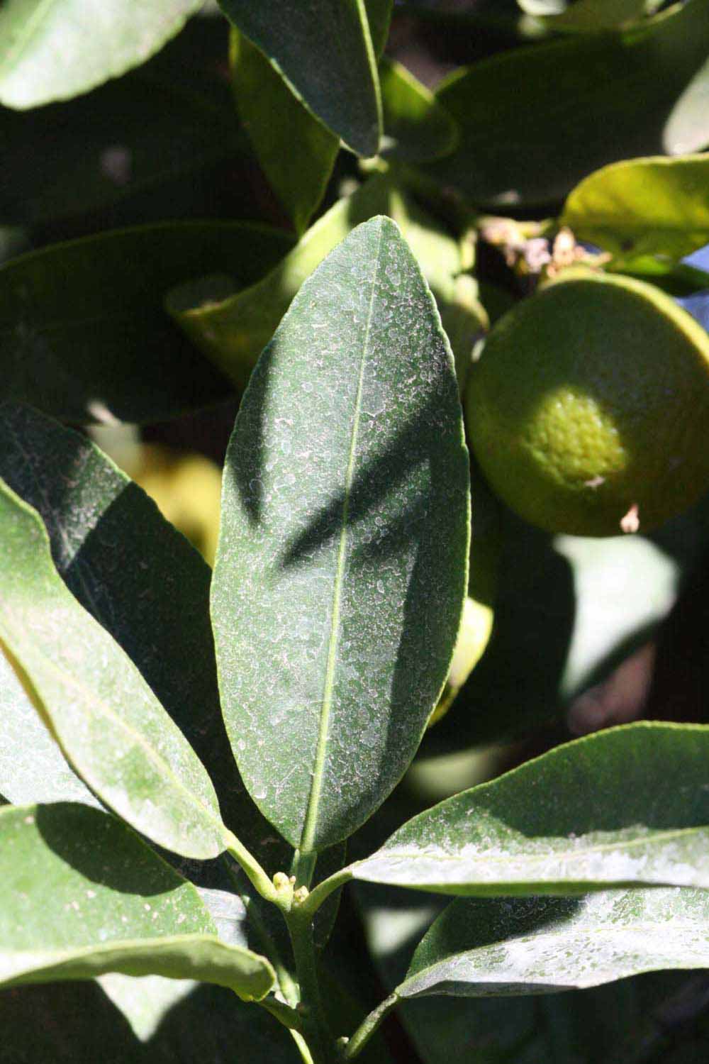              Unifoliolate leaf (Riverside, CA)       